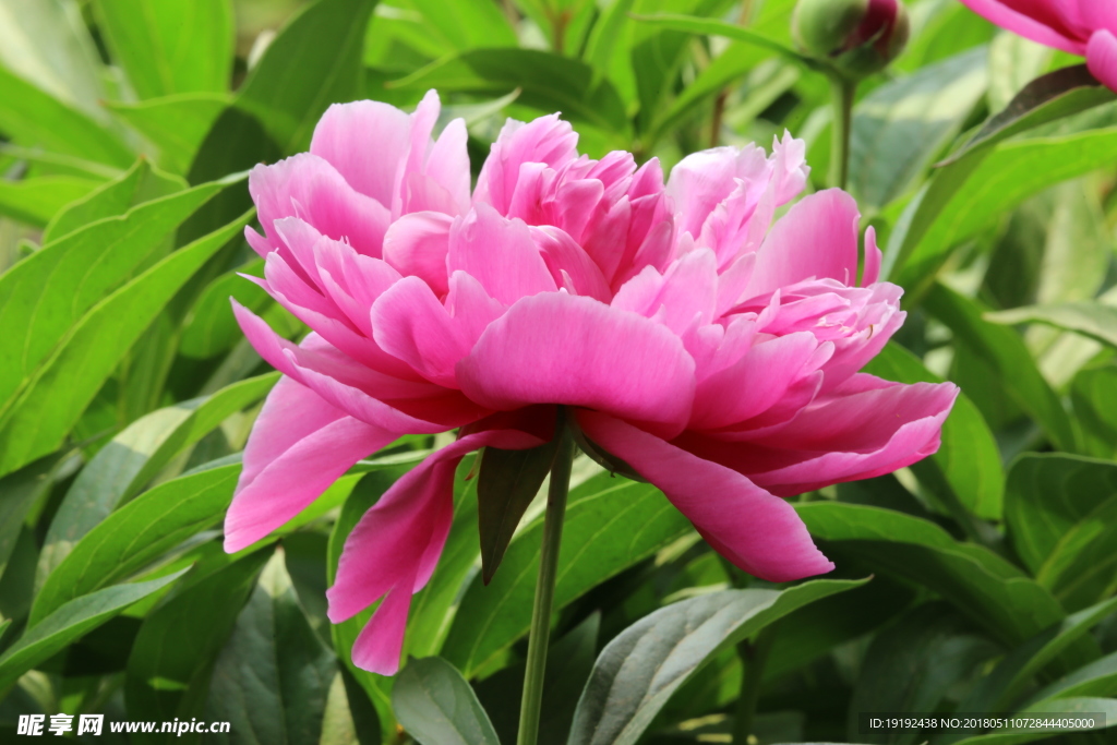 芍药花