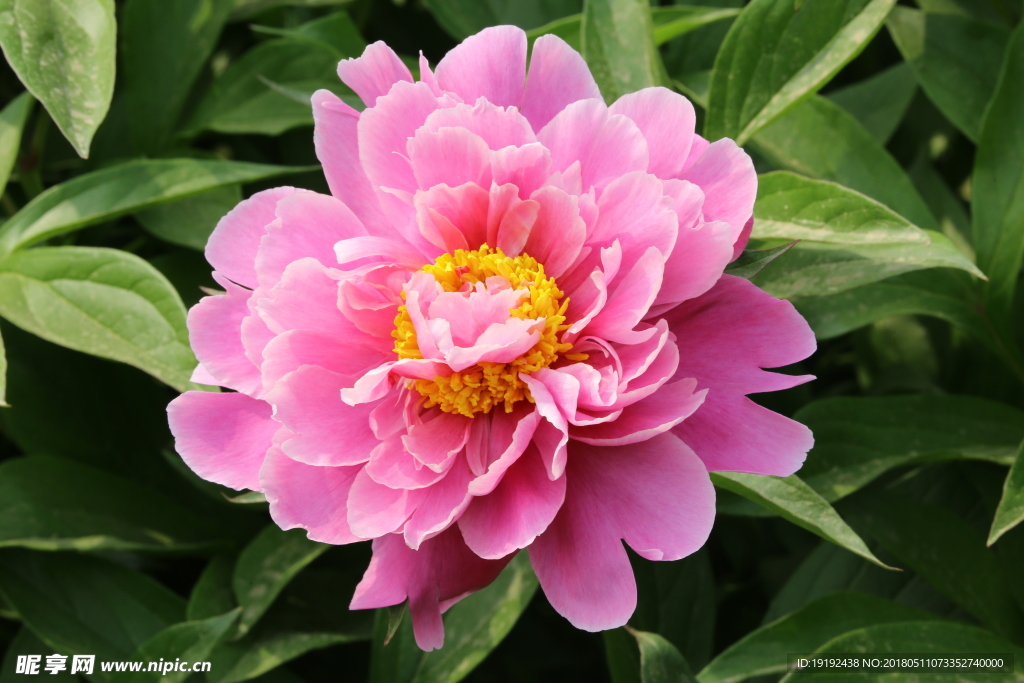 芍药花