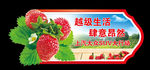 摘草莓