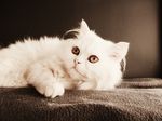 宠物猫