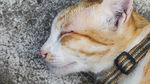 宠物猫