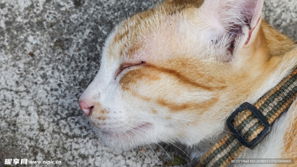 宠物猫