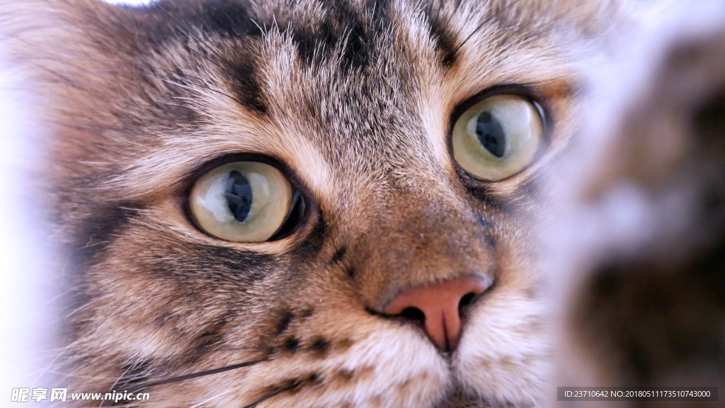宠物猫
