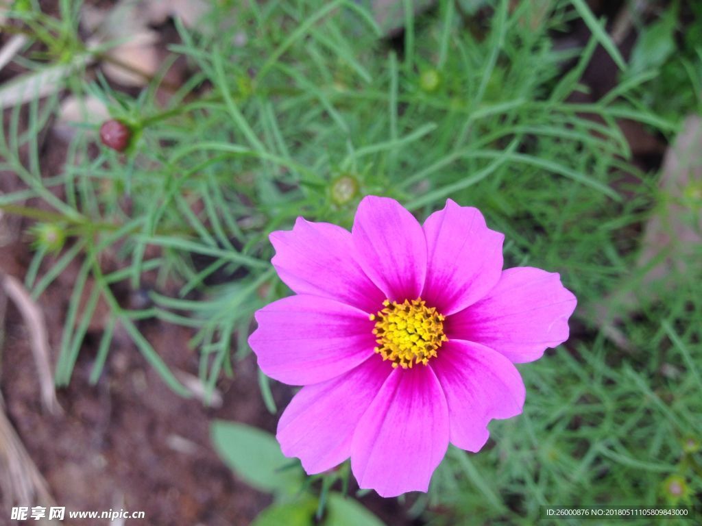 格桑花