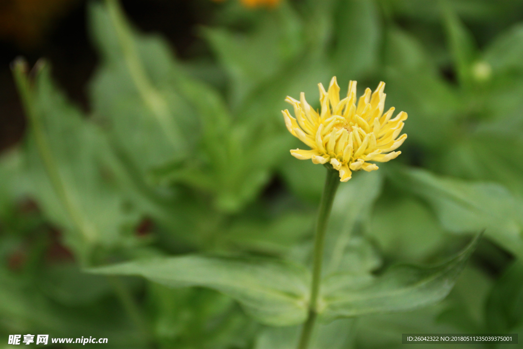 菊花花蕊