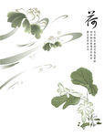 荷花 莲花