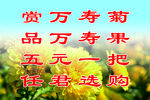 金丝皇菊