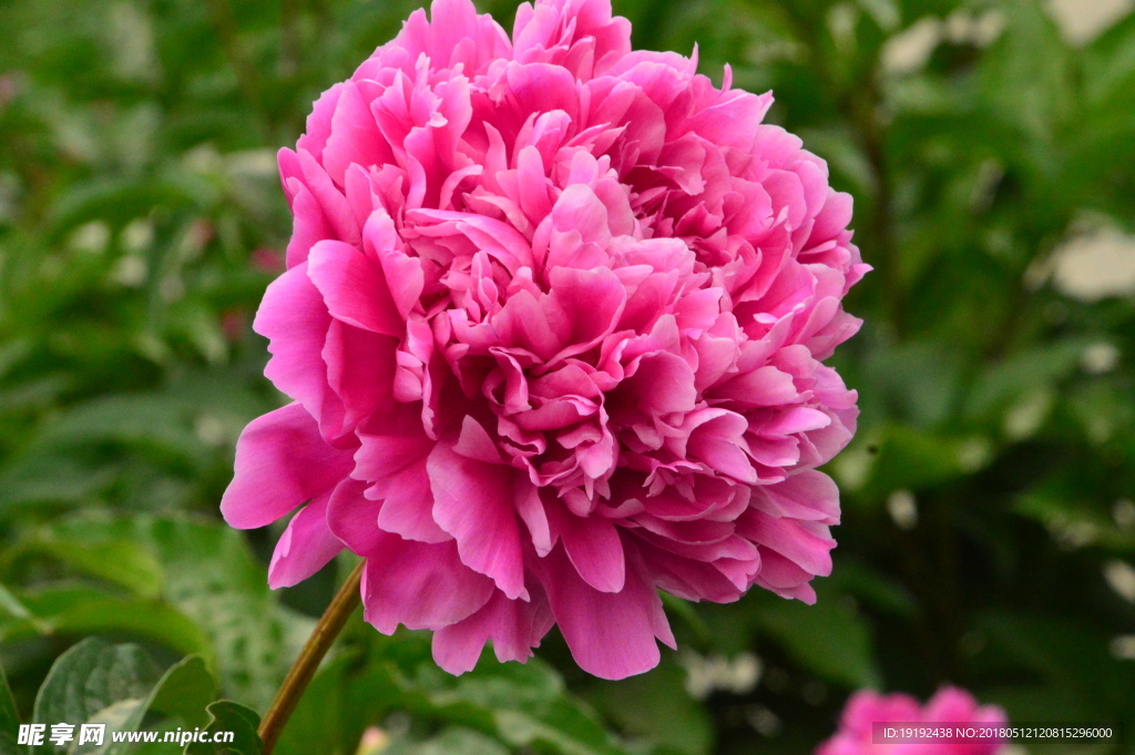 芍药花