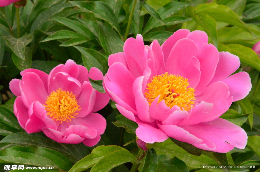 芍药花