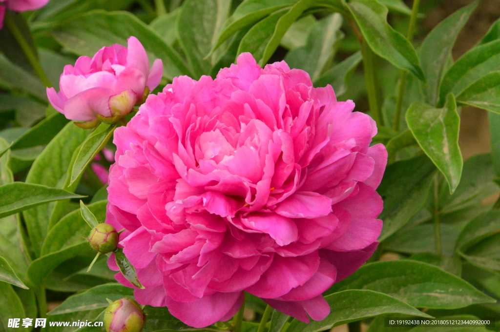 芍药花