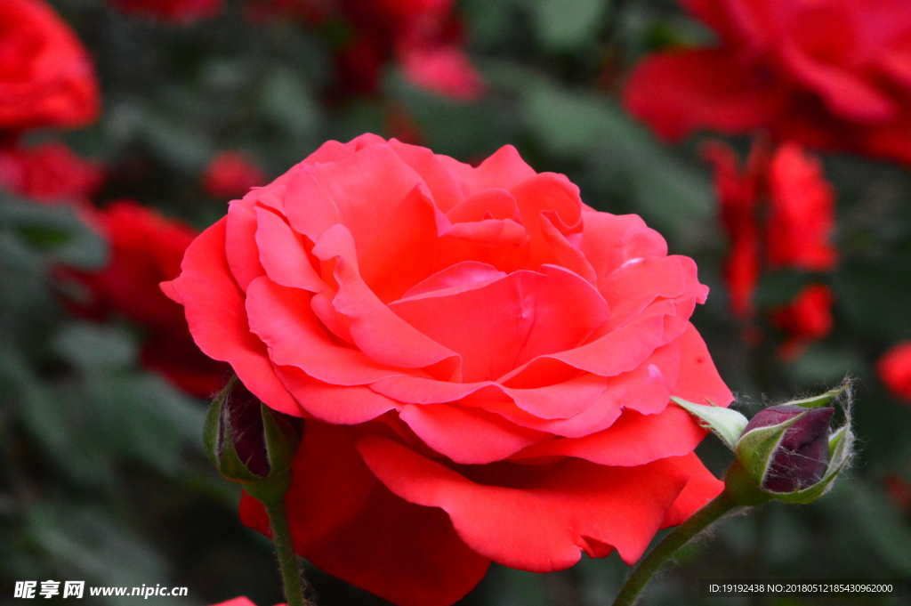 月季花