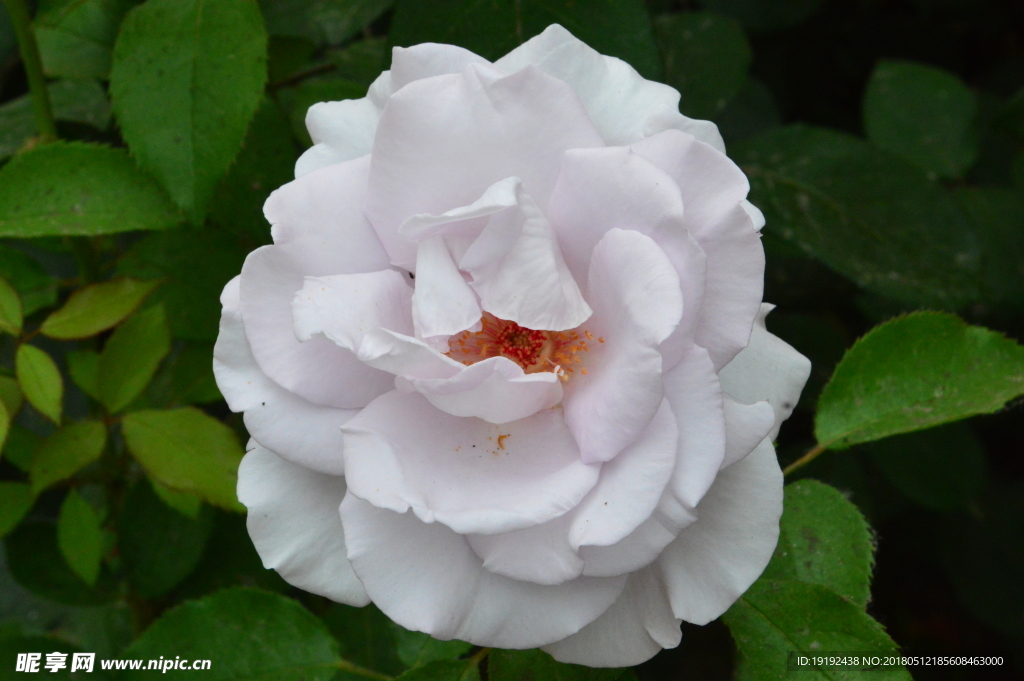 月季花