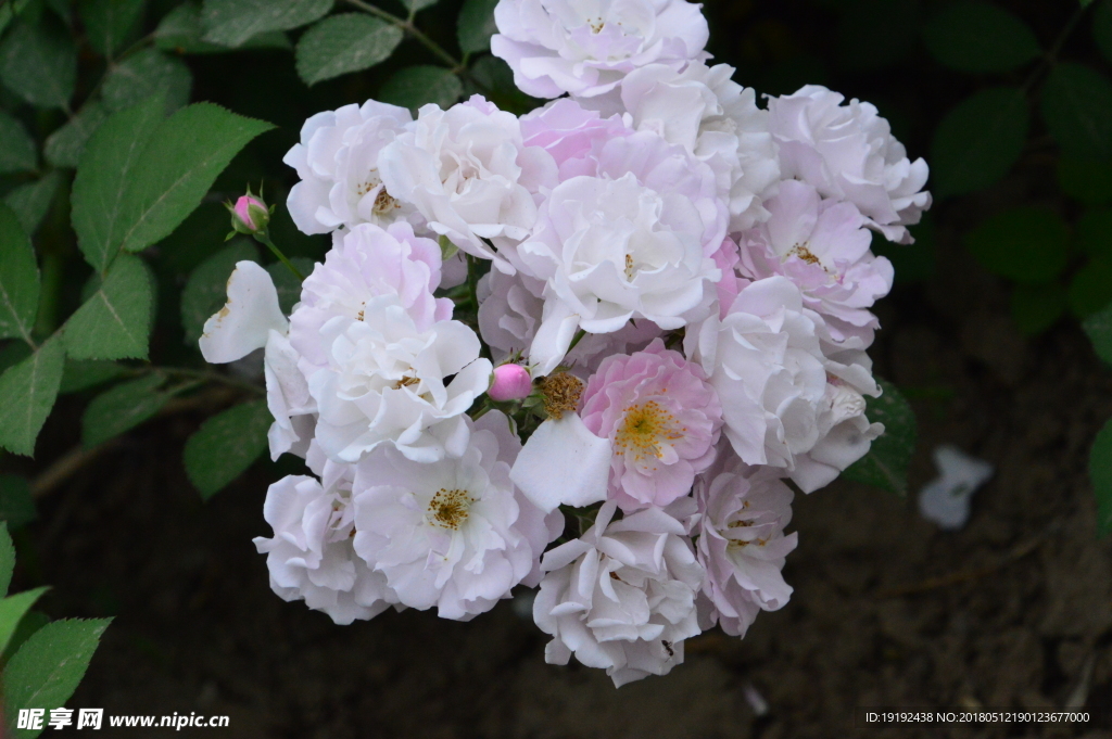 蔷薇花