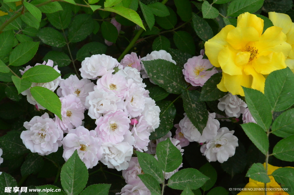 蔷薇花