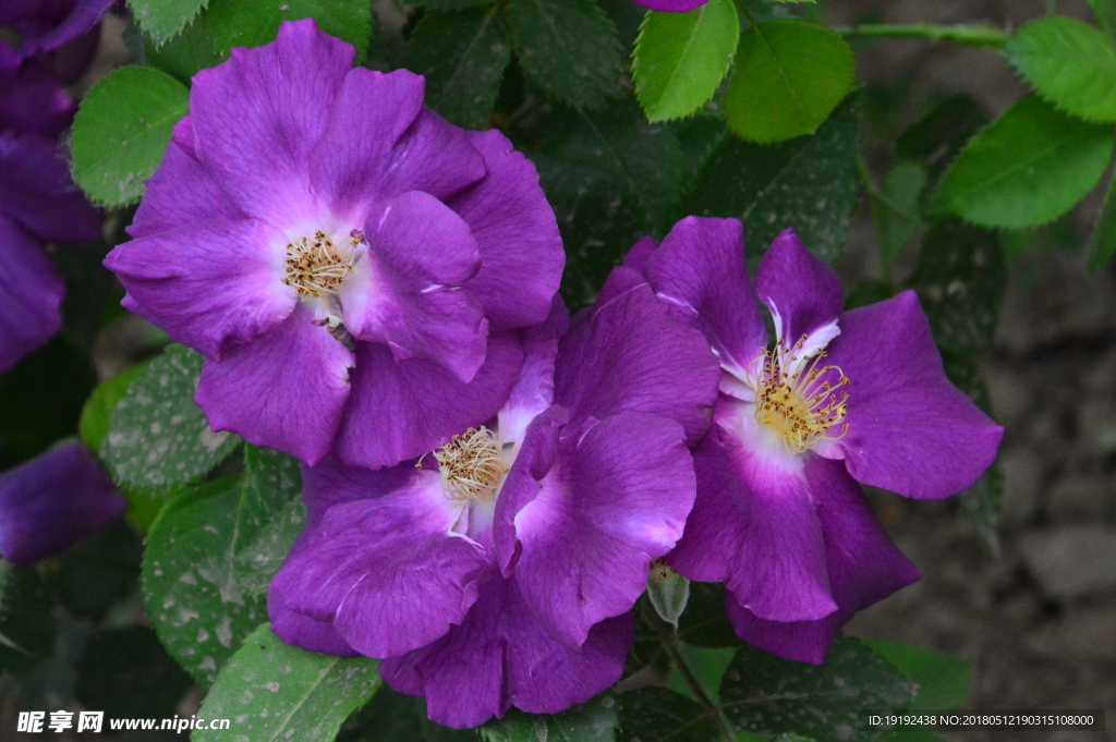 月季花