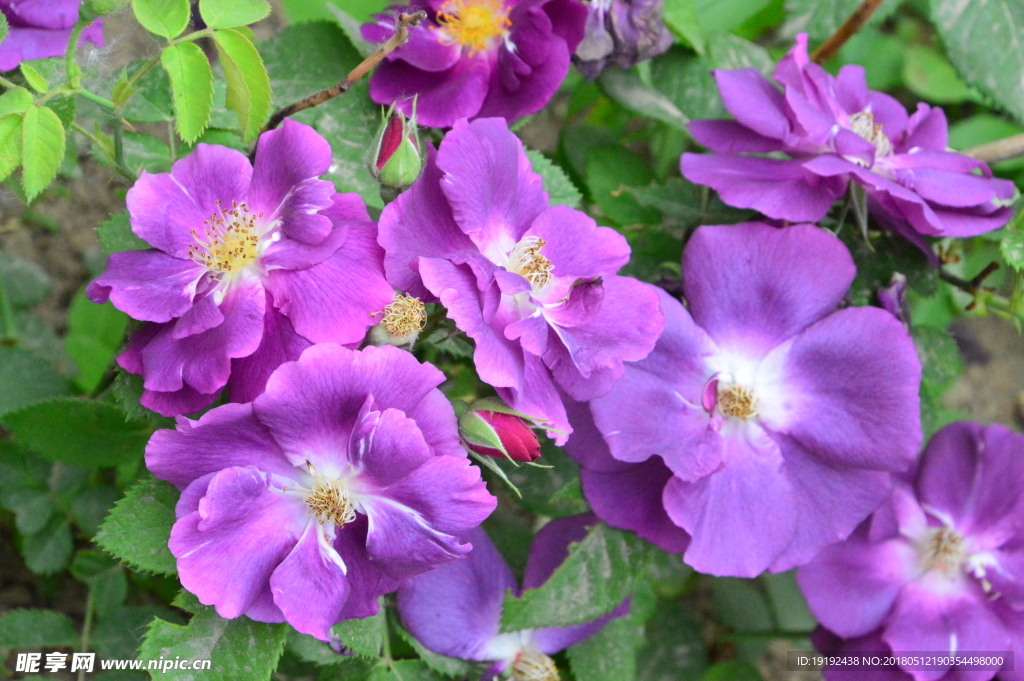 月季花