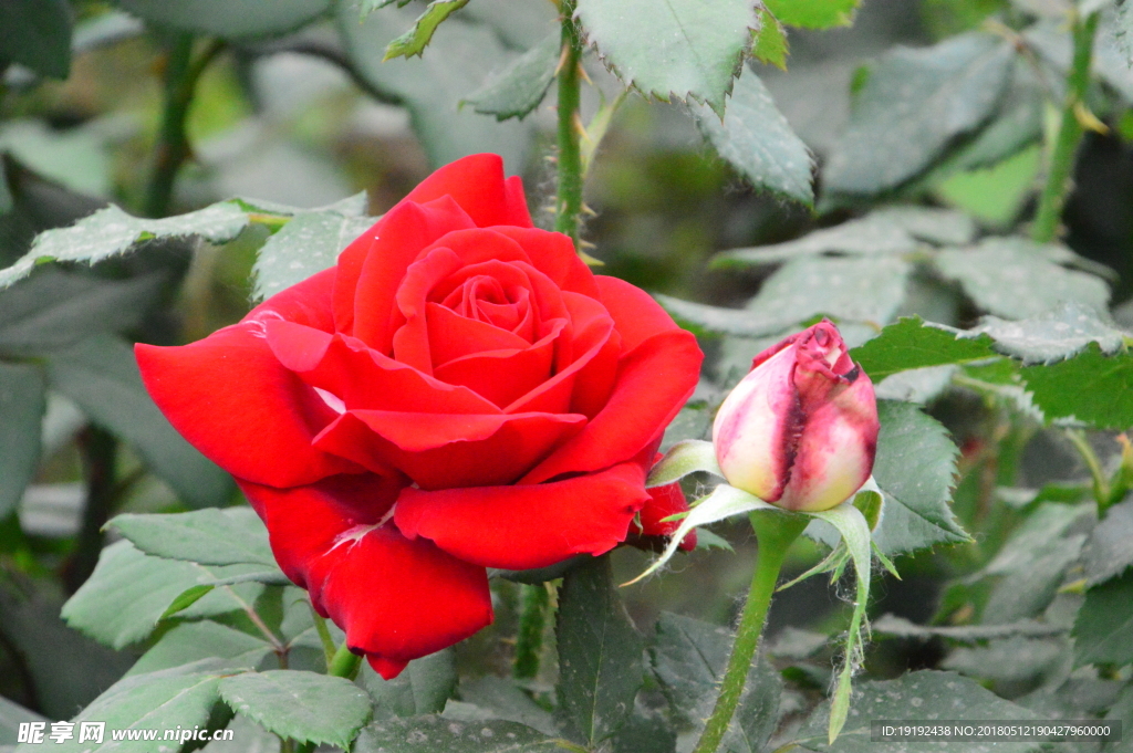 月季花
