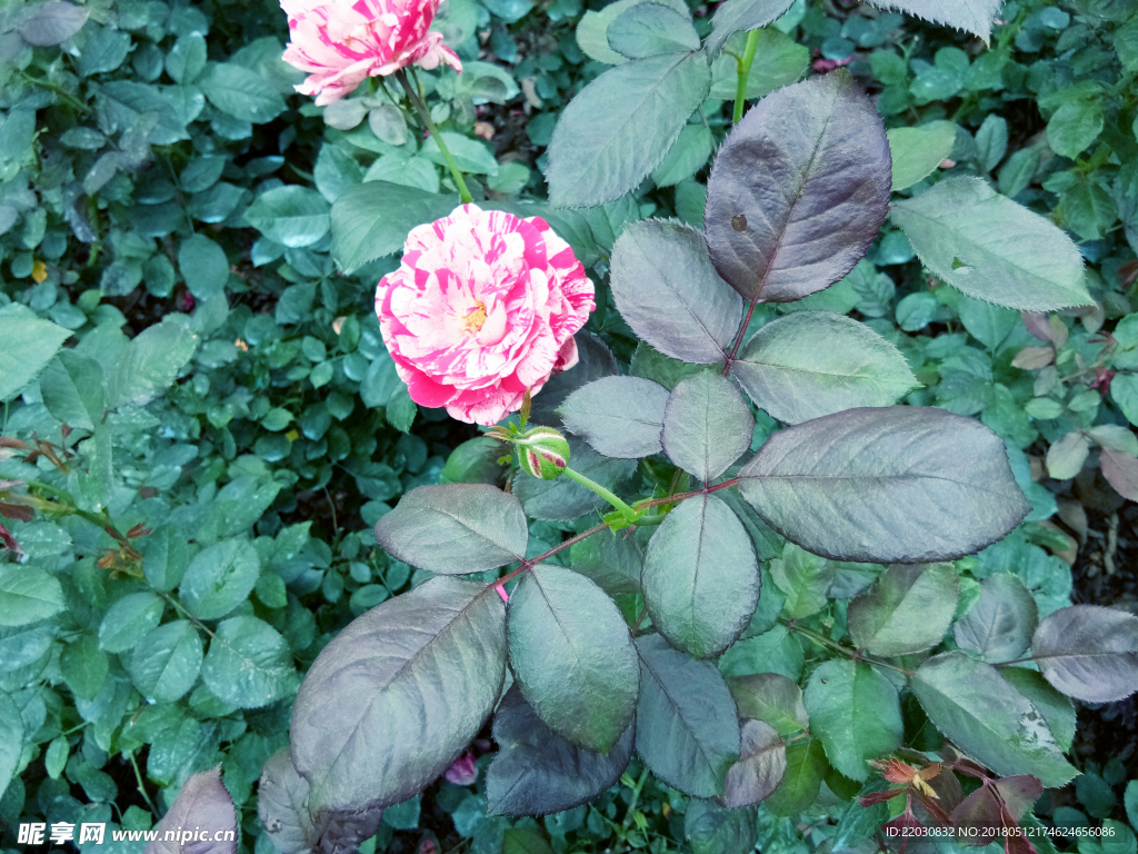 玫瑰花