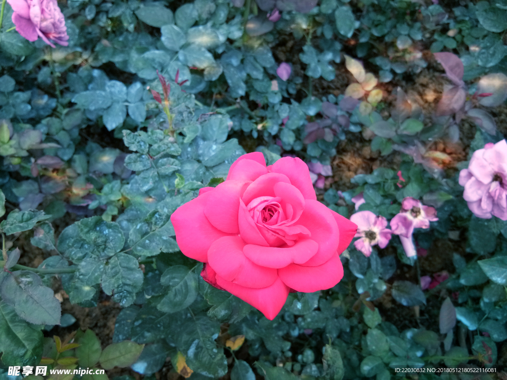 玫瑰花