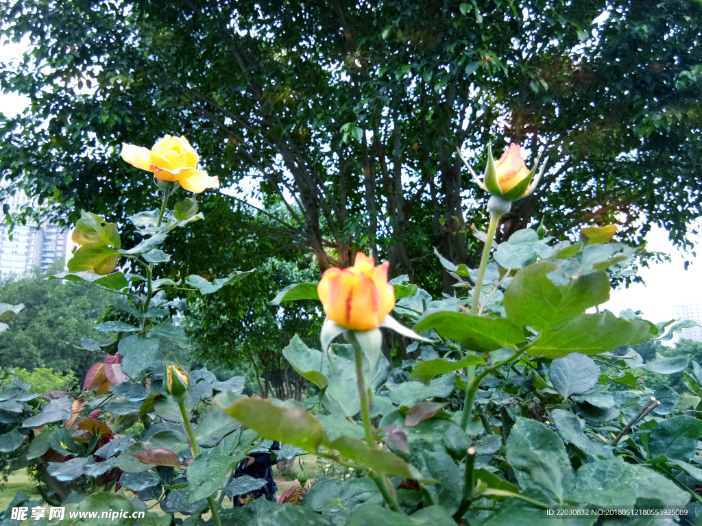 黄玫瑰花