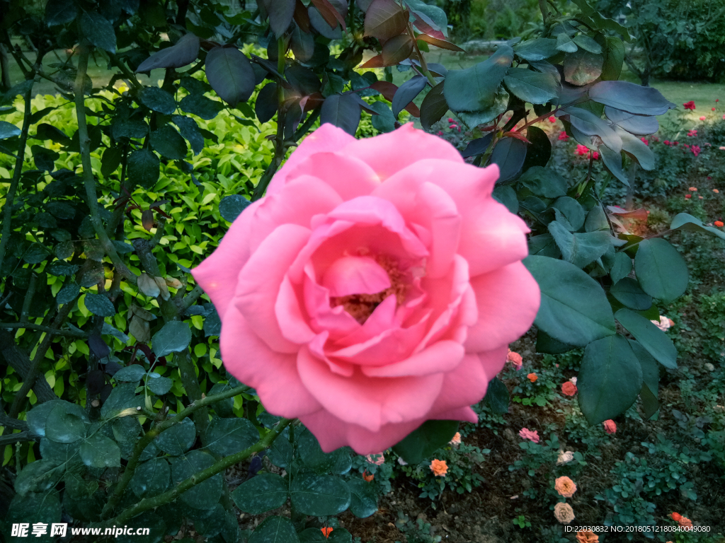 玫瑰花