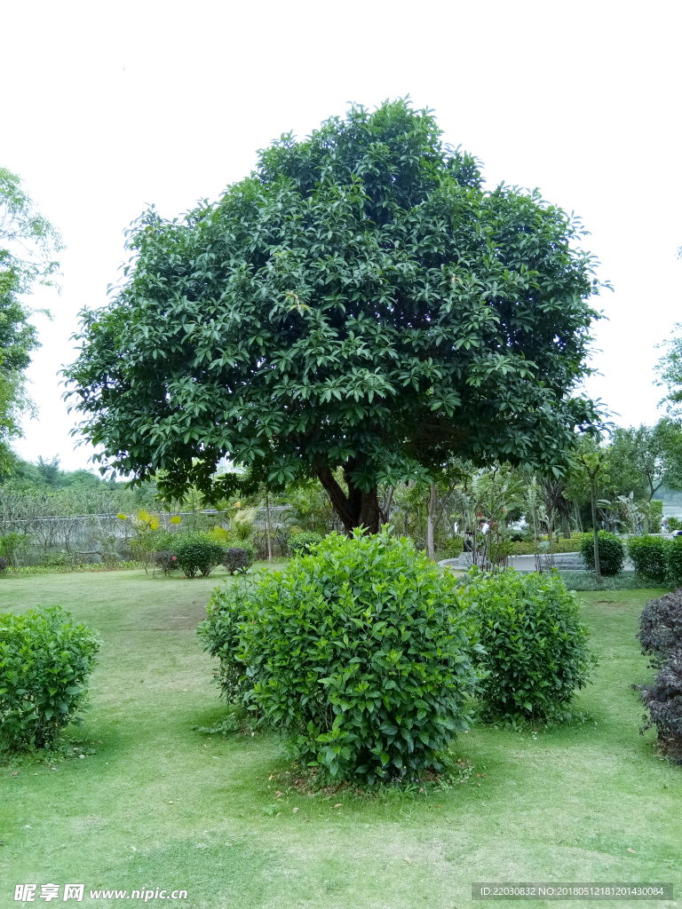 芒果树