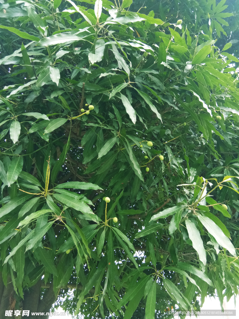 果树
