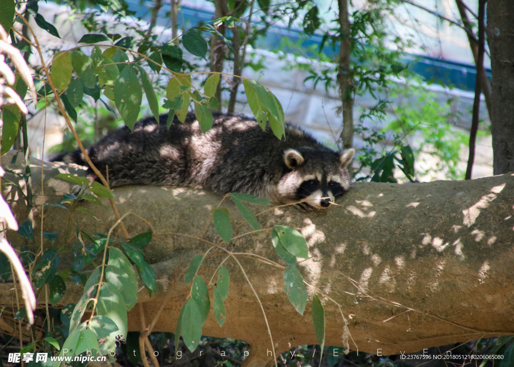 小浣熊