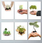 手棒绿色植物PNG免抠素材
