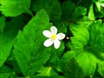 二歧银莲花