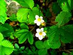 二歧银莲花