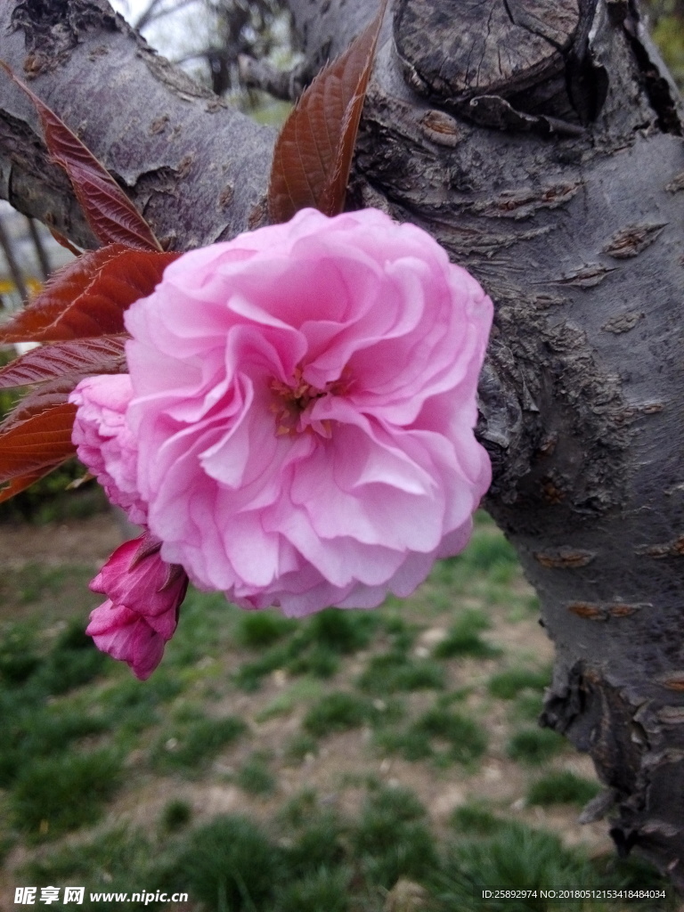 樱花