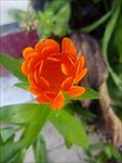金盏花