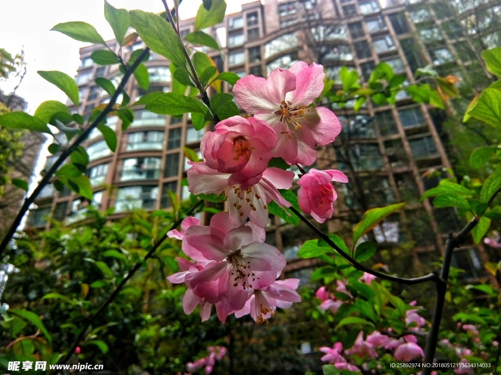 桃花