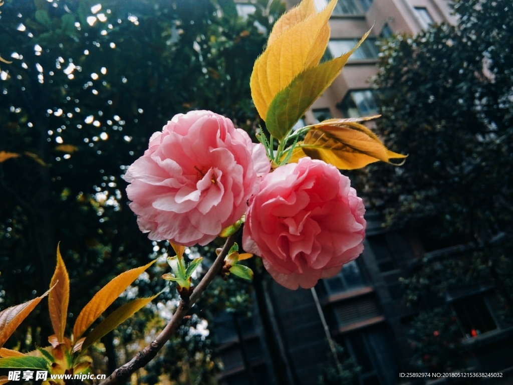 樱花