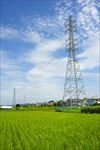 田野