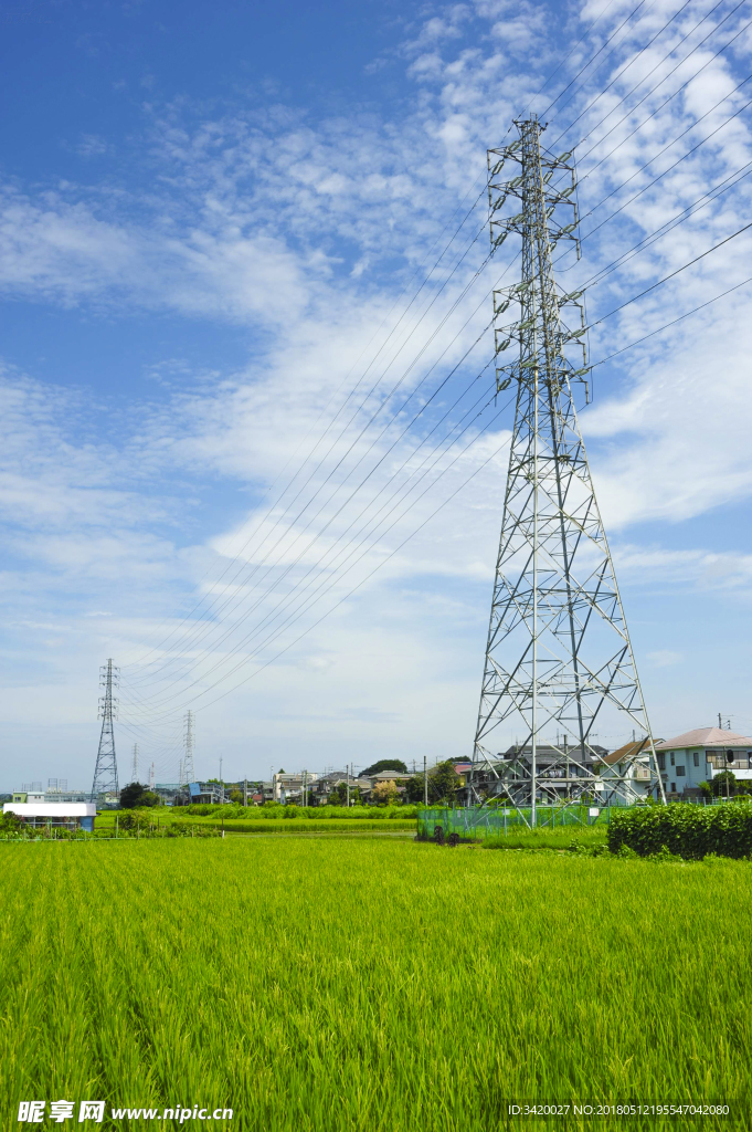 田野