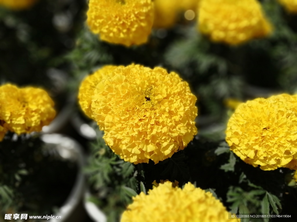 菊花