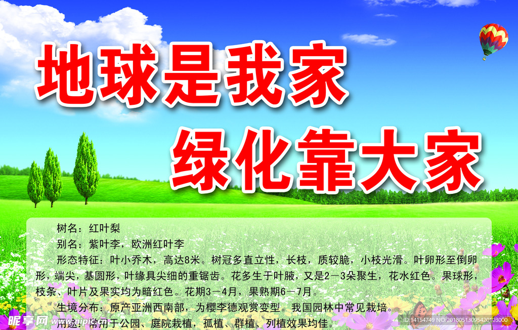 红叶梨