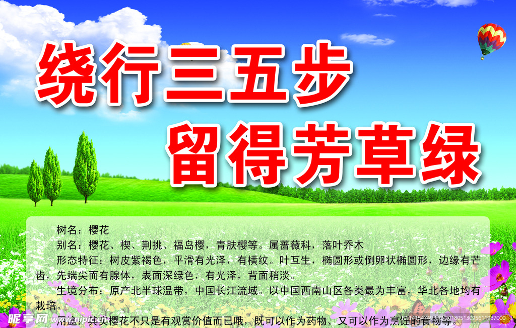 樱花介绍