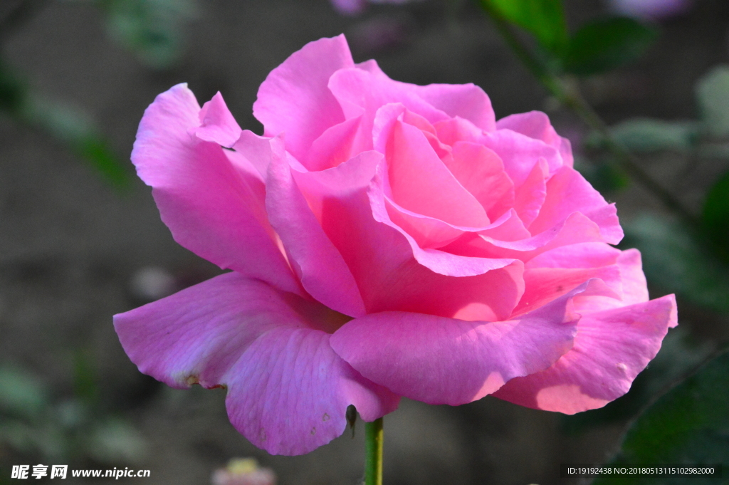 月季花