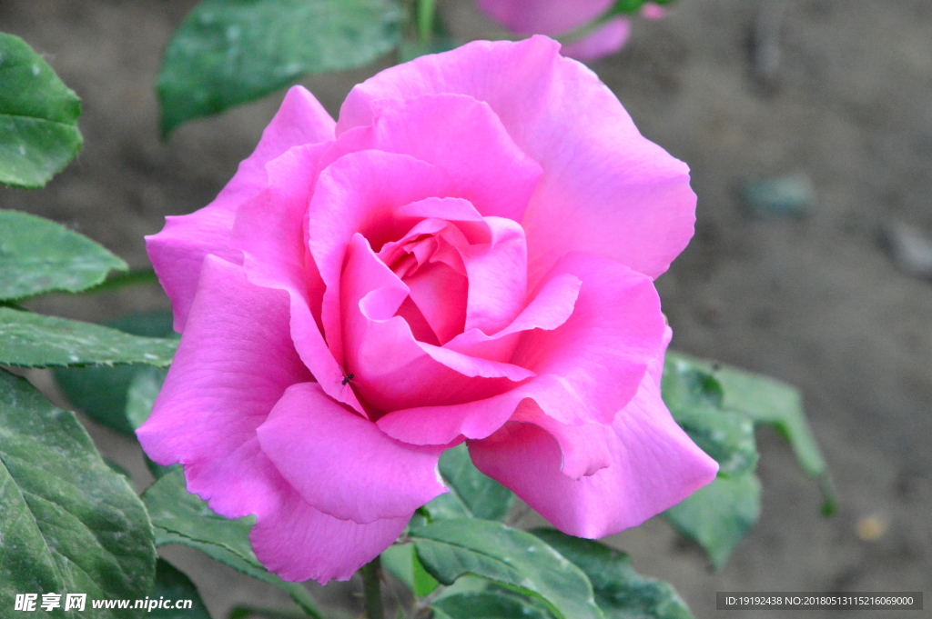 月季花