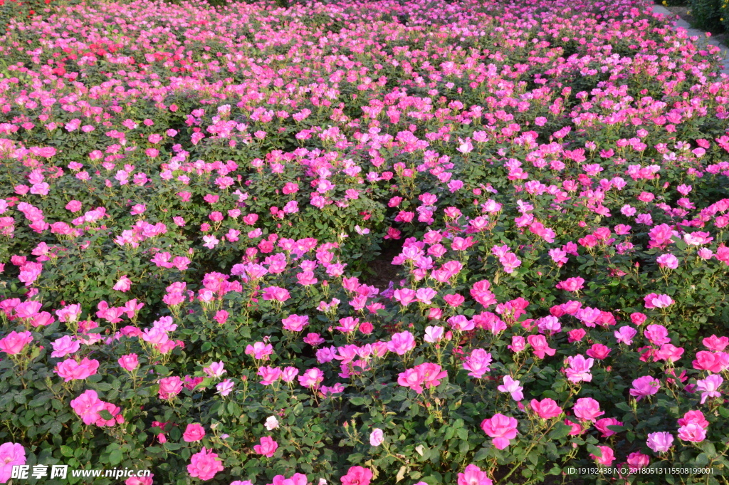 月季花