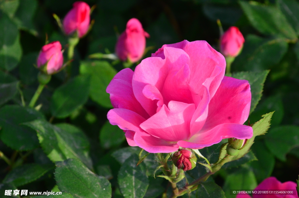 月季花