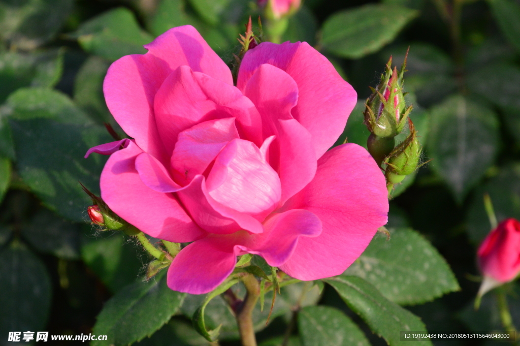 月季花