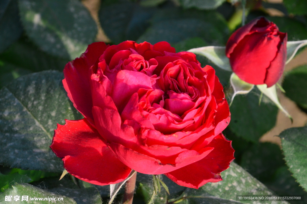 月季花