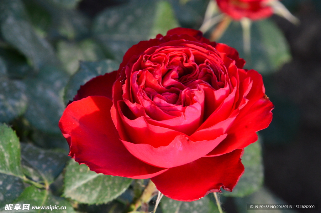 月季花