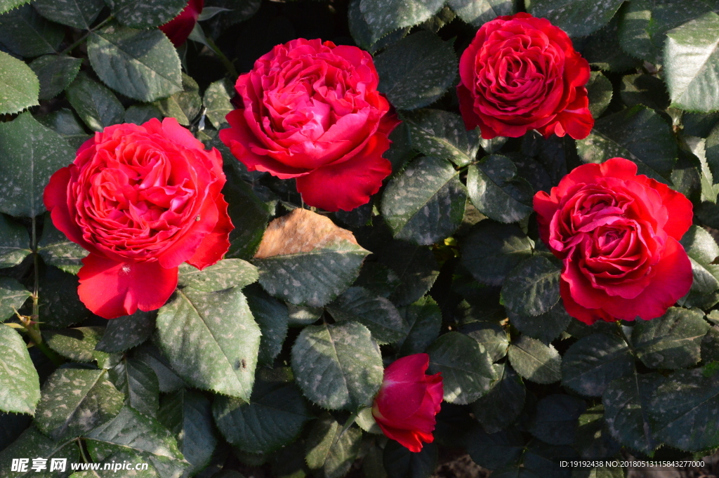 月季花