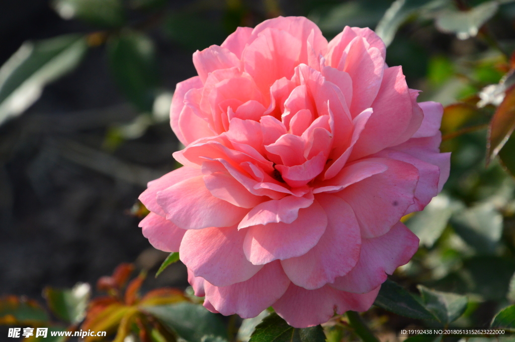 月季花