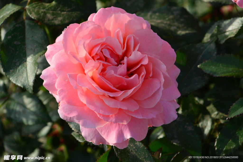 月季花